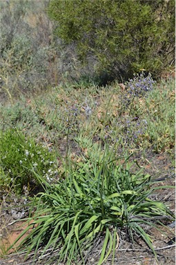 APII jpeg image of Dianella longifolia var. grandis  © contact APII