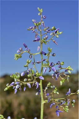 APII jpeg image of Dianella longifolia var. grandis  © contact APII