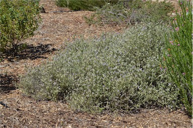 APII jpeg image of Eremophila malacoides  © contact APII