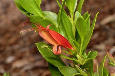 APII jpeg image of Eremophila glabra subsp. carnosa  © contact APII