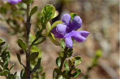 APII jpeg image of Eremophila platythamnos subsp. exostrachys  © contact APII