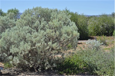 APII jpeg image of Eremophila pterocarpa  © contact APII