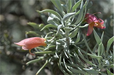 APII jpeg image of Eremophila pterocarpa  © contact APII