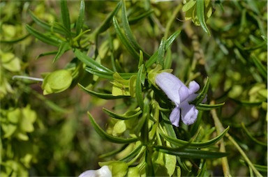 APII jpeg image of Eremophila gibsonii  © contact APII