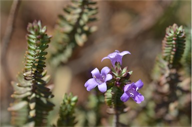 APII jpeg image of Eremophila veronica  © contact APII