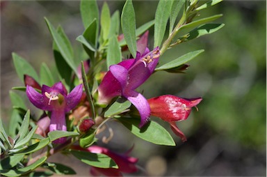 APII jpeg image of Eremophila glabra subsp. tomentosa  © contact APII