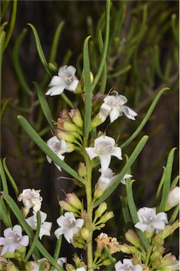 APII jpeg image of Eremophila paisleyi  © contact APII