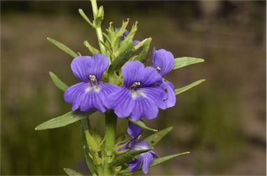 APII jpeg image of Stemodia florulenta  © contact APII