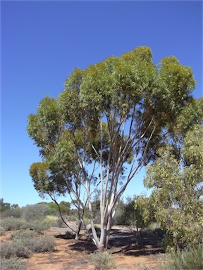APII jpeg image of Eucalyptus salicola  © contact APII