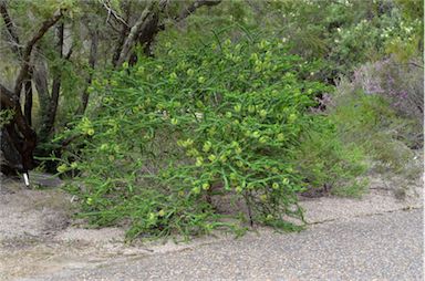 APII jpeg image of Melaleuca diosmifolia  © contact APII