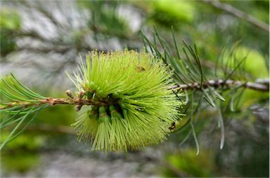 APII jpeg image of Callistemon pinifolius  © contact APII