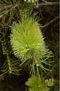 APII jpeg image of Callistemon pinifolius  © contact APII