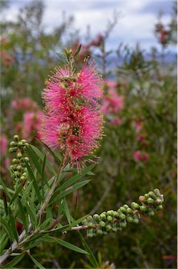 APII jpeg image of Callistemon  © contact APII