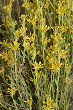 APII jpeg image of Pimelea curviflora var. sericea  © contact APII