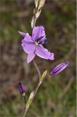 APII jpeg image of Arthropodium sp. Albury (A.D.J.Piesse 9)  © contact APII