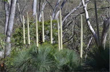 APII jpeg image of Xanthorrhoea glauca subsp. glauca  © contact APII