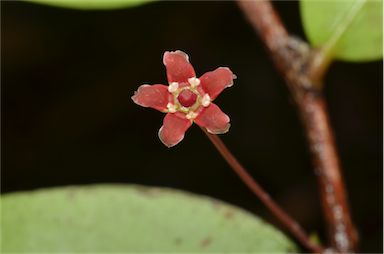 APII jpeg image of Hedraianthera porphyropetala  © contact APII