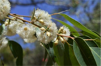 APII jpeg image of Eucalyptus notabilis  © contact APII