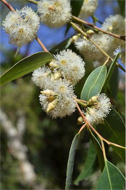 APII jpeg image of Eucalyptus notabilis  © contact APII