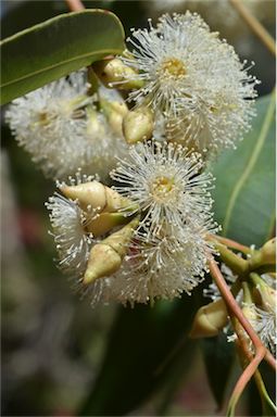 APII jpeg image of Eucalyptus notabilis  © contact APII