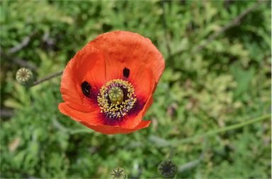 APII jpeg image of Papaver dubium  © contact APII