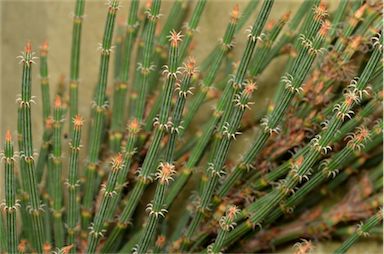 APII jpeg image of Allocasuarina crassa  © contact APII