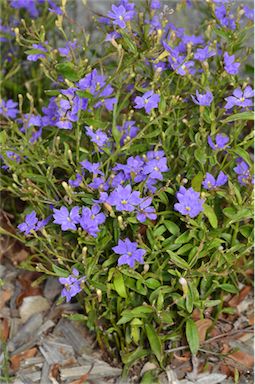 APII jpeg image of Dampiera stricta 'Glasshouse Glory'  © contact APII