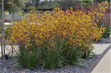 APII jpeg image of Anigozanthos 'Western Star Yellow Gem'  © contact APII