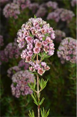 APII jpeg image of Chamelaucium uncinatum x Verticordia 'Paddy's Pink'  © contact APII