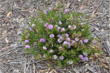 APII jpeg image of Beaufortia schaueri  © contact APII