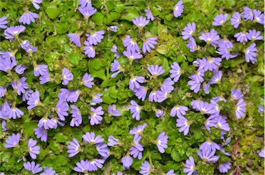 APII jpeg image of Scaevola albida 'Mauve Dome'  © contact APII