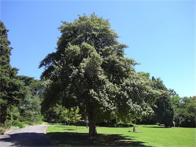 APII jpeg image of Lagunaria patersonia  © contact APII