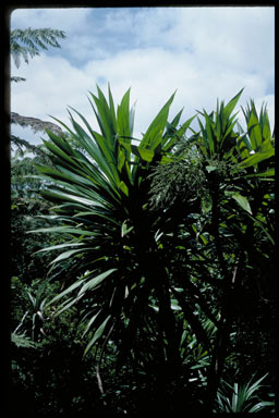 APII jpeg image of Cordyline obtecta  © contact APII