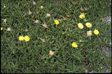 APII jpeg image of Carpobrotus tomentosa  © contact APII