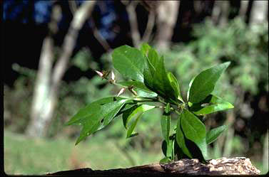 APII jpeg image of Achyranthes arborescens  © contact APII