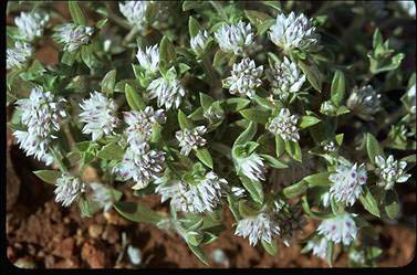 APII jpeg image of Gomphrena cunninghamii  © contact APII