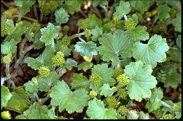 APII jpeg image of Hydrocotyle laxiflora  © contact APII