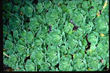 APII jpeg image of Pistia stratiotes  © contact APII