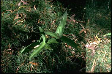 APII jpeg image of Typhonium eliosorum  © contact APII