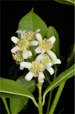 APII jpeg image of Baloghia inophylla  © contact APII
