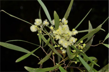 APII jpeg image of Acacia implexa  © contact APII