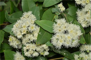 APII jpeg image of Angophora subvelutina  © contact APII