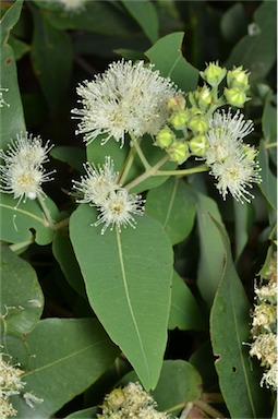 APII jpeg image of Angophora subvelutina  © contact APII