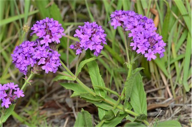 APII jpeg image of Verbena rigida  © contact APII