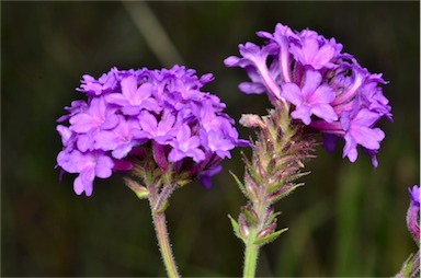 APII jpeg image of Verbena rigida  © contact APII