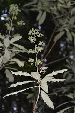 APII jpeg image of Astrotricha latifolia  © contact APII