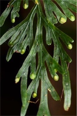 APII jpeg image of Hymenophyllum flabellatum  © contact APII