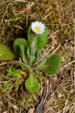 APII jpeg image of Erigeron bellidioides  © contact APII