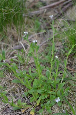 APII jpeg image of Myosotis australis  © contact APII