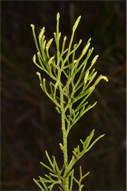 APII jpeg image of Lycopodium deuterodensum  © contact APII